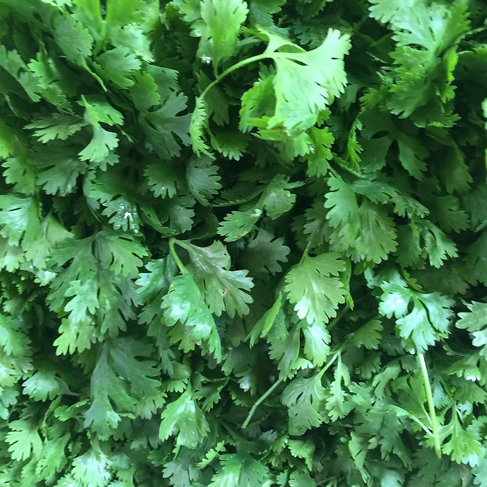 Creamy Cilantro Dressing