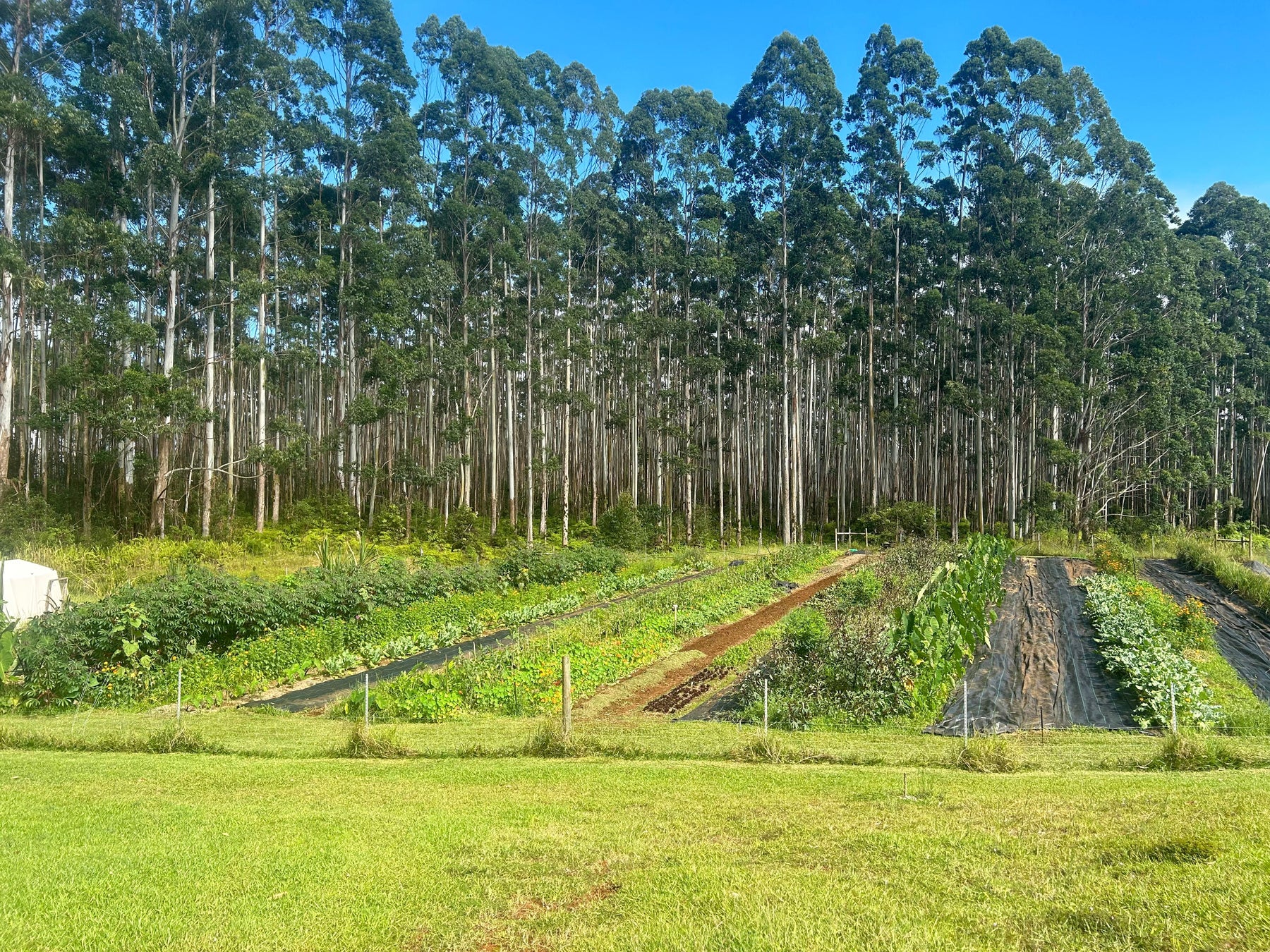 Meet Your Producer: Kaiwiki Food Forest