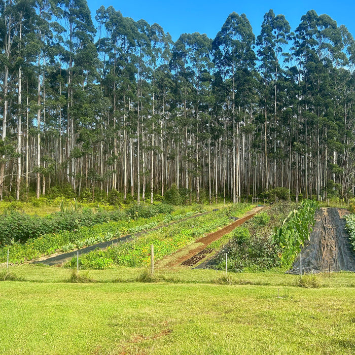 Meet Your Producer: Kaiwiki Food Forest