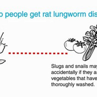 Practice Safe Produce Handling - Rat Lungworm is still a Concern