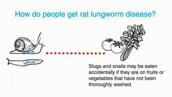 Practice Safe Produce Handling - Rat Lungworm is still a Concern