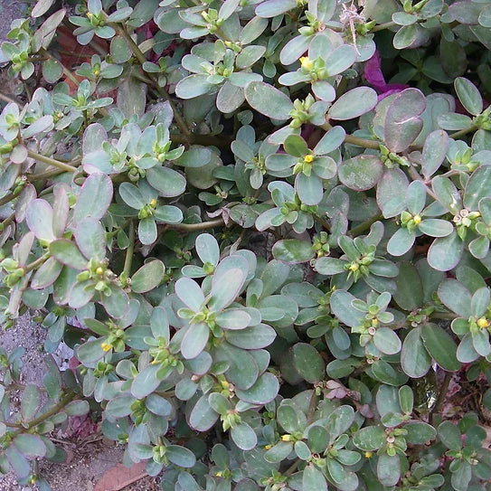 Veggie Spotlight: Purslane