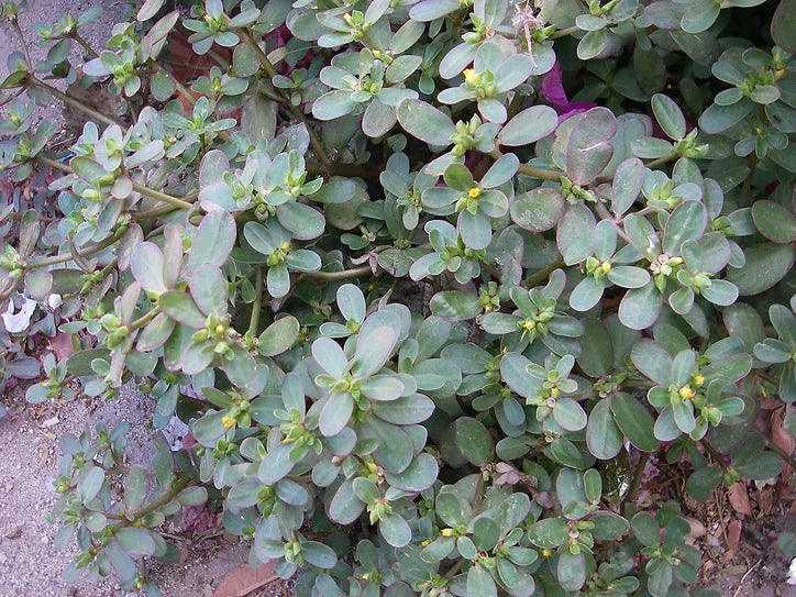 Veggie Spotlight: Purslane