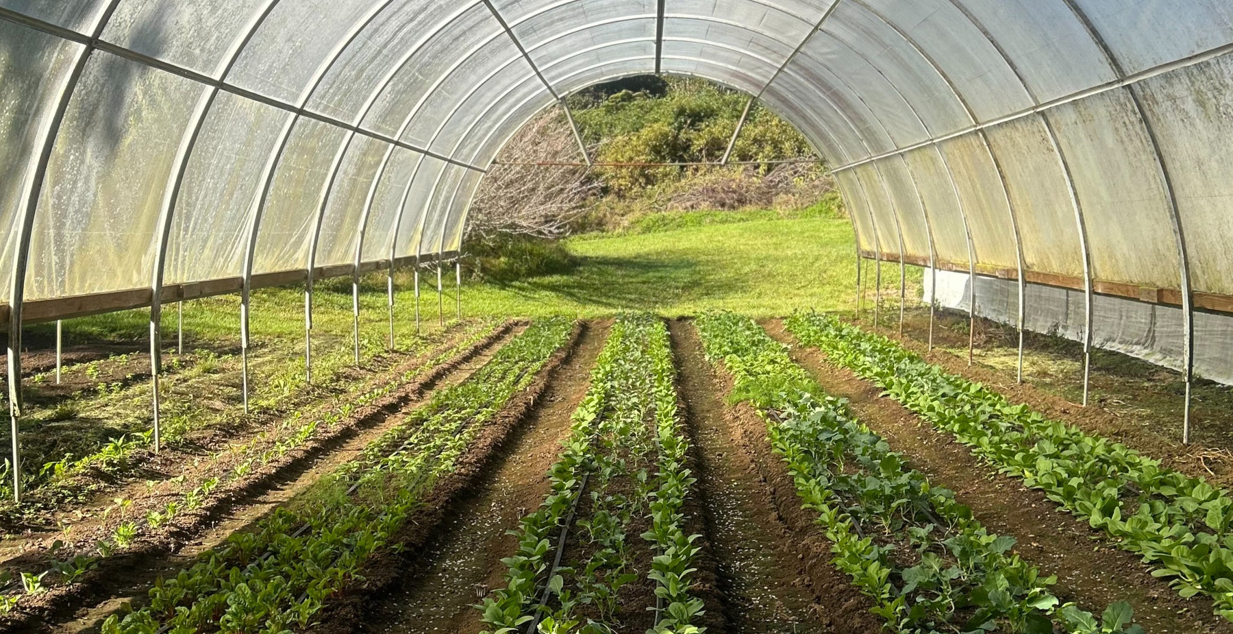 Meet Your Producer: McCall Flower Farm