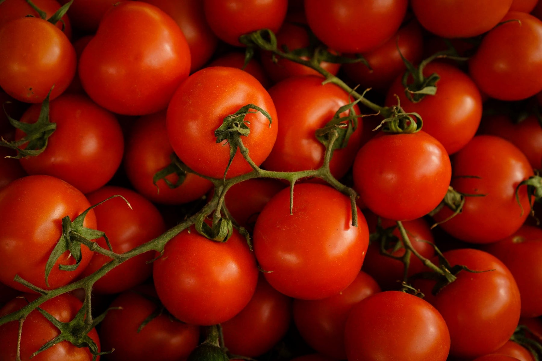 Stuffed Tomatoes