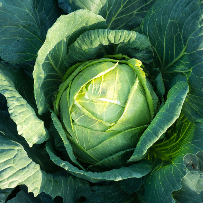 Vegan Holubtsi - Ukrainian Stuffed Cabbage Rolls