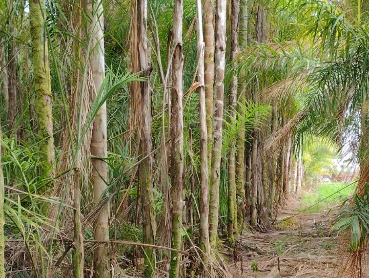 Meet Your Producers: Rick Worley and Mary Ryan of Puna Gardens