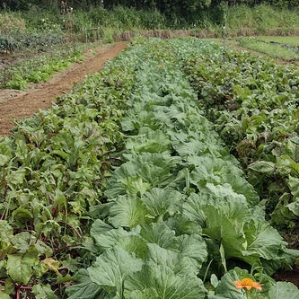 Meet Your Producers: Dan and Leanne Mahalak Kaiwiki Food Forest