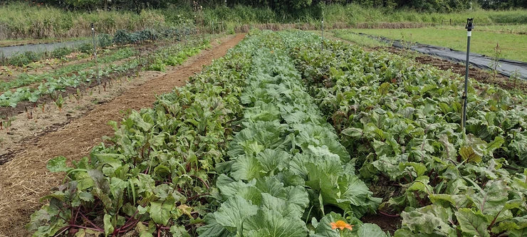 Meet Your Producers: Dan and Leanne Mahalak Kaiwiki Food Forest