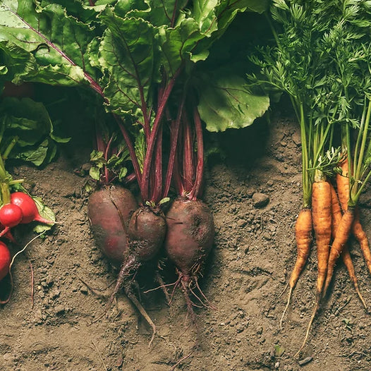 What Exactly is a CSA?