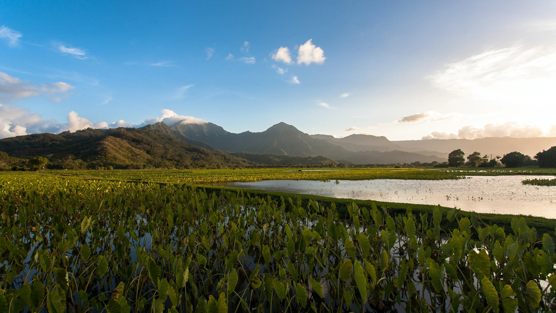 What Is Kalo (Taro) Corm/Root and How Do You Cook It?