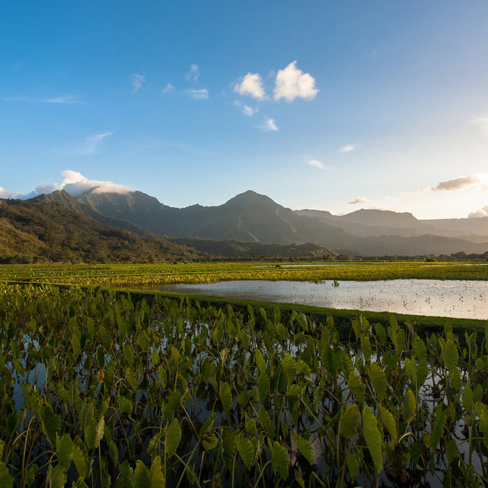 What Is Kalo (Taro) Corm/Root and How Do You Cook It?