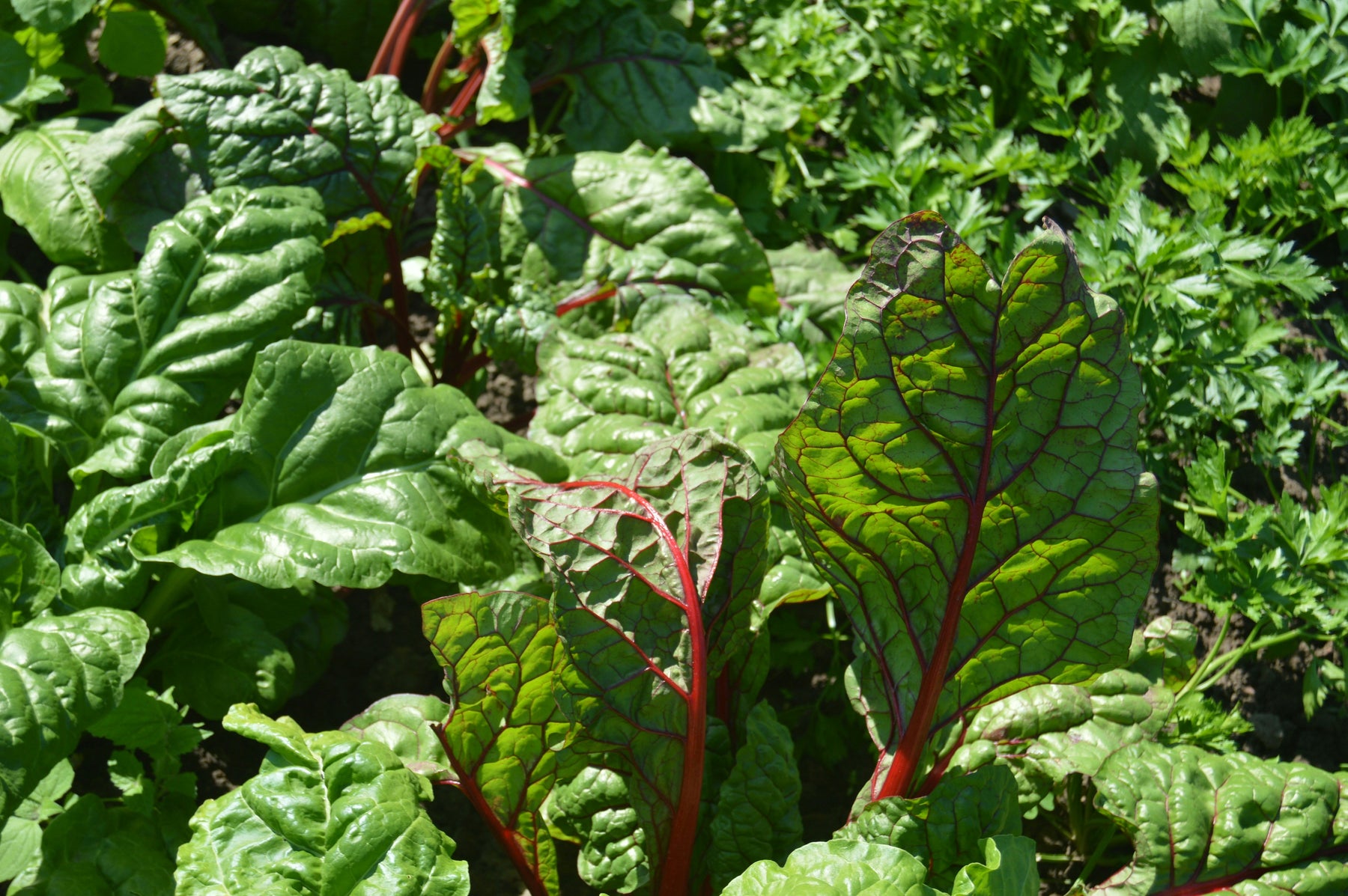 Stuffed Swiss Chard