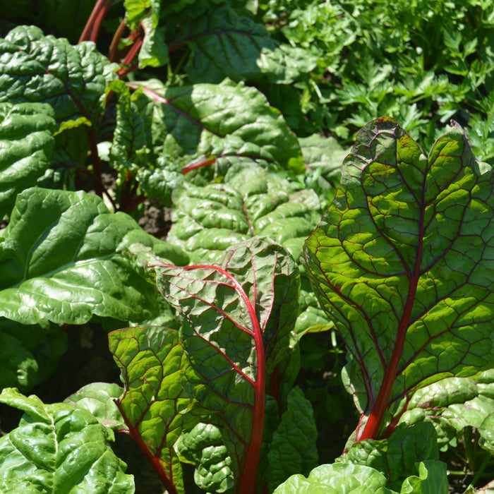 Stuffed Swiss Chard