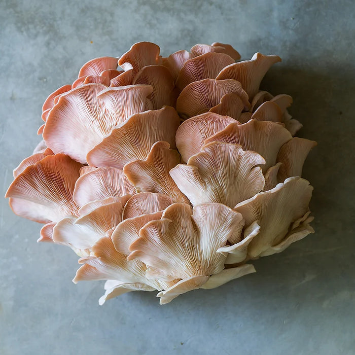 BBQ Pink Oyster Mushroom Sandwich