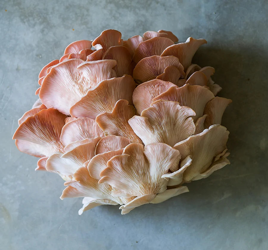 BBQ Pink Oyster Mushroom Sandwich