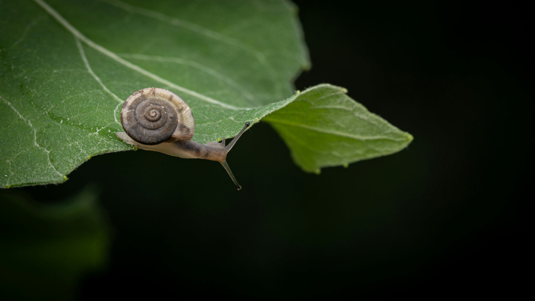 Demystifying Rat Lungworm (How to safely enjoy your CSA bag without anxiety)