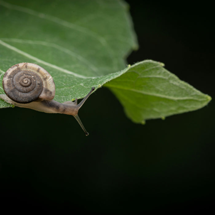 Demystifying Rat Lungworm (How to safely enjoy your CSA bag without anxiety)