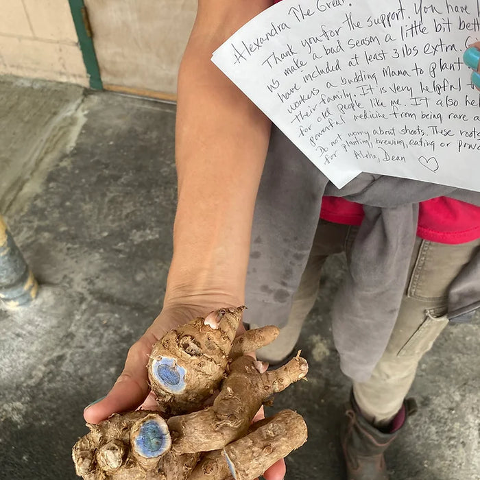 Spotlight on Black Turmeric
