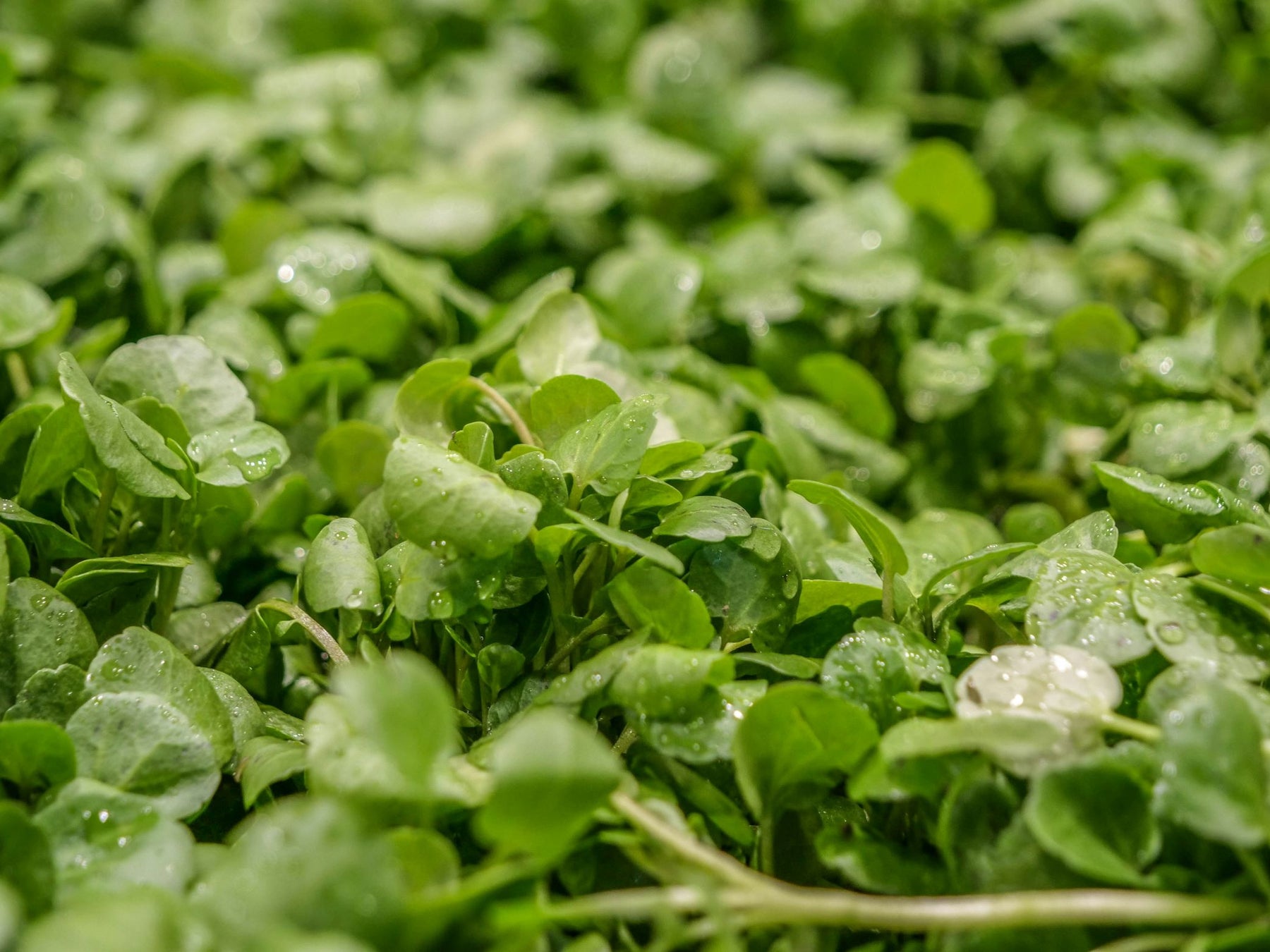 Watercress and Sweet Potato Soup