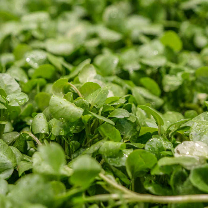 Watercress Salad with Oranges and Cucumber